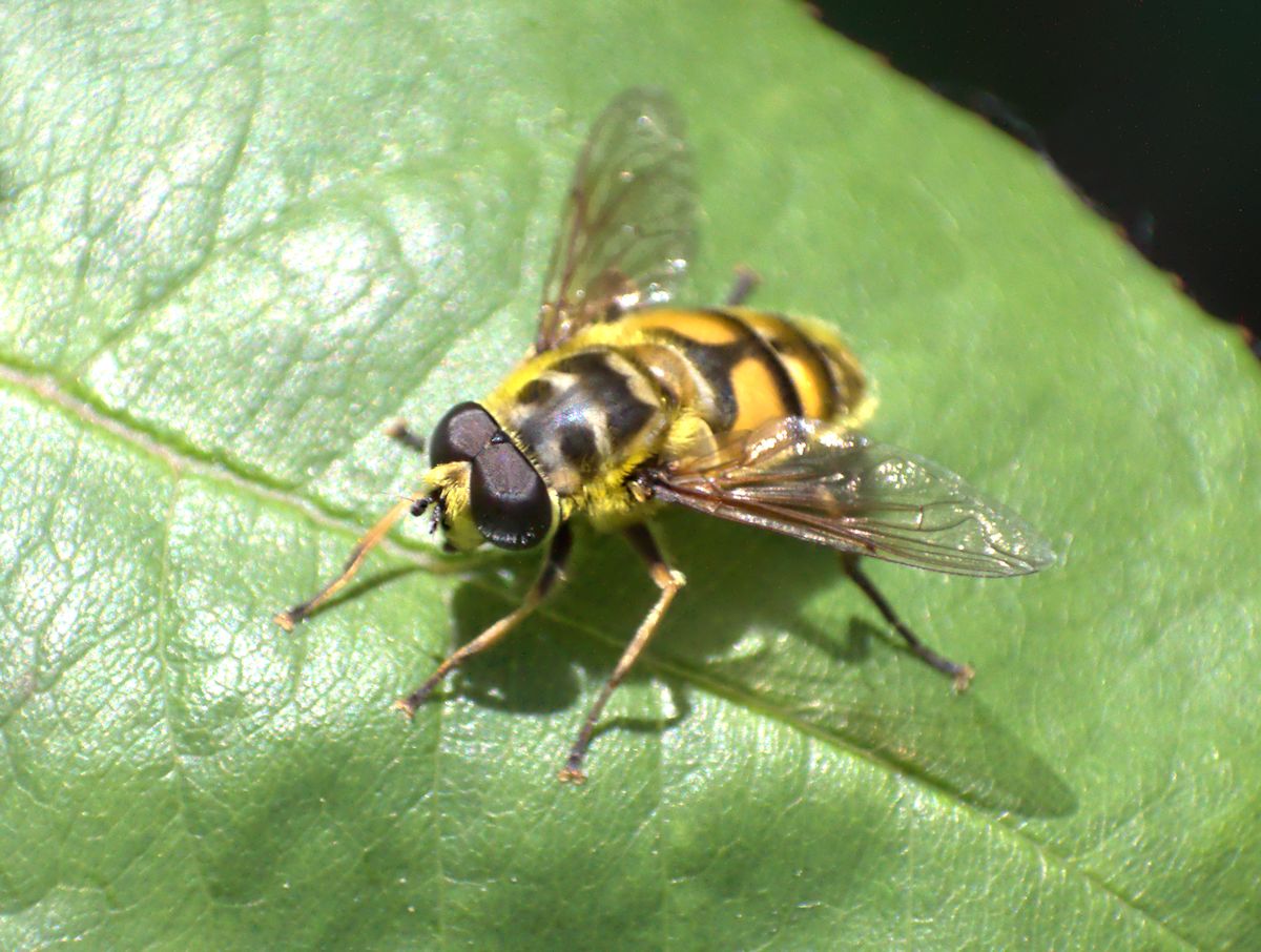 Myathropa florea maschio ?